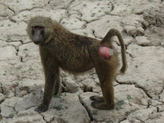01 Babouin A La Mare